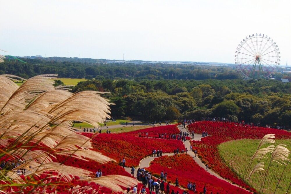 photoACの画像