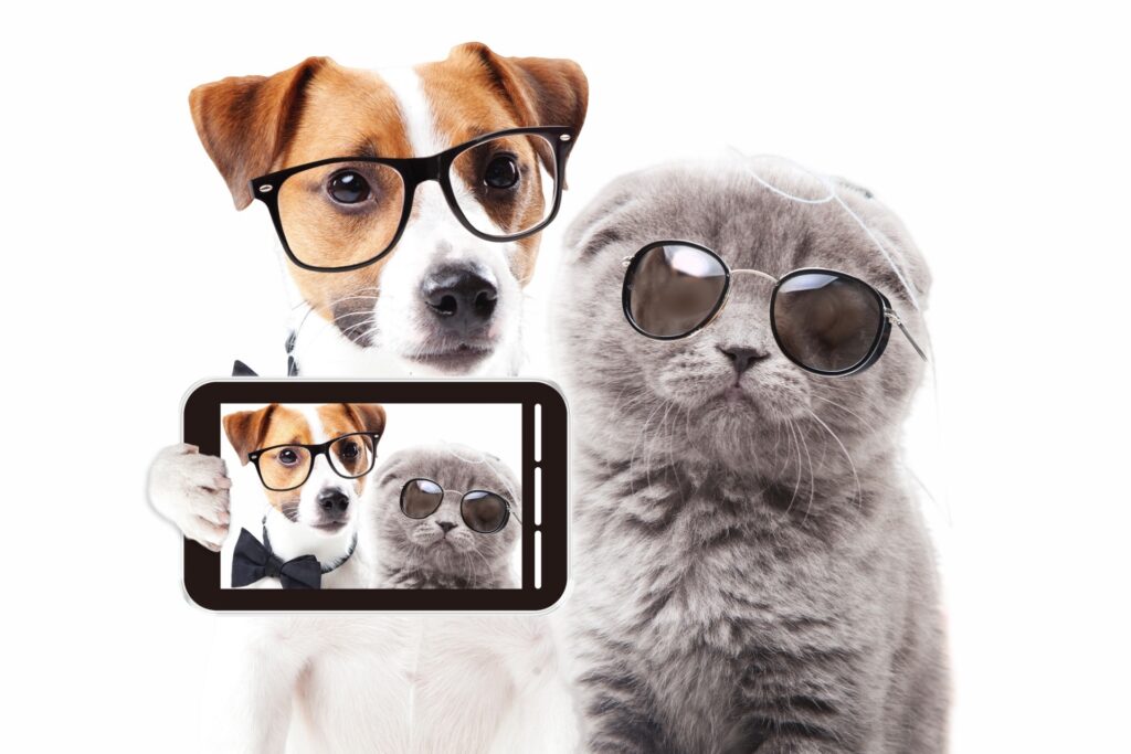 猫とスマホ
