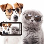 猫とスマホ