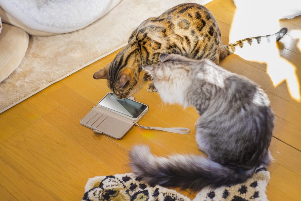 猫とスマホ.2
