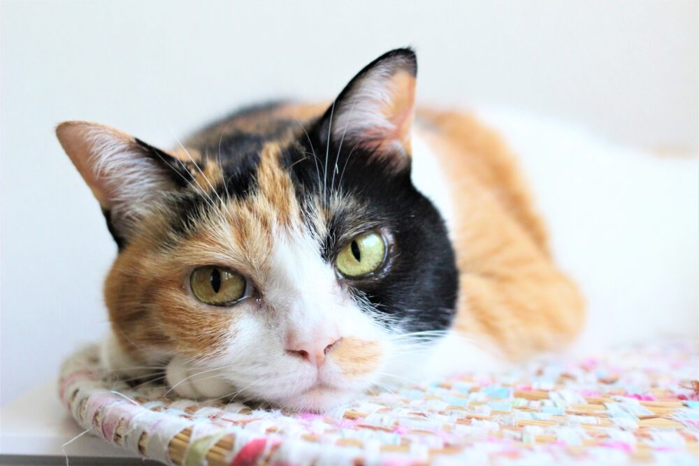 風景猫