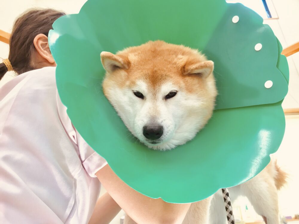 ペット保険01
