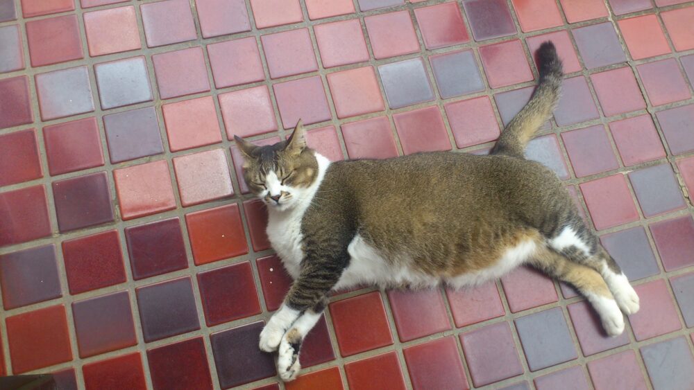 キャットフード03
