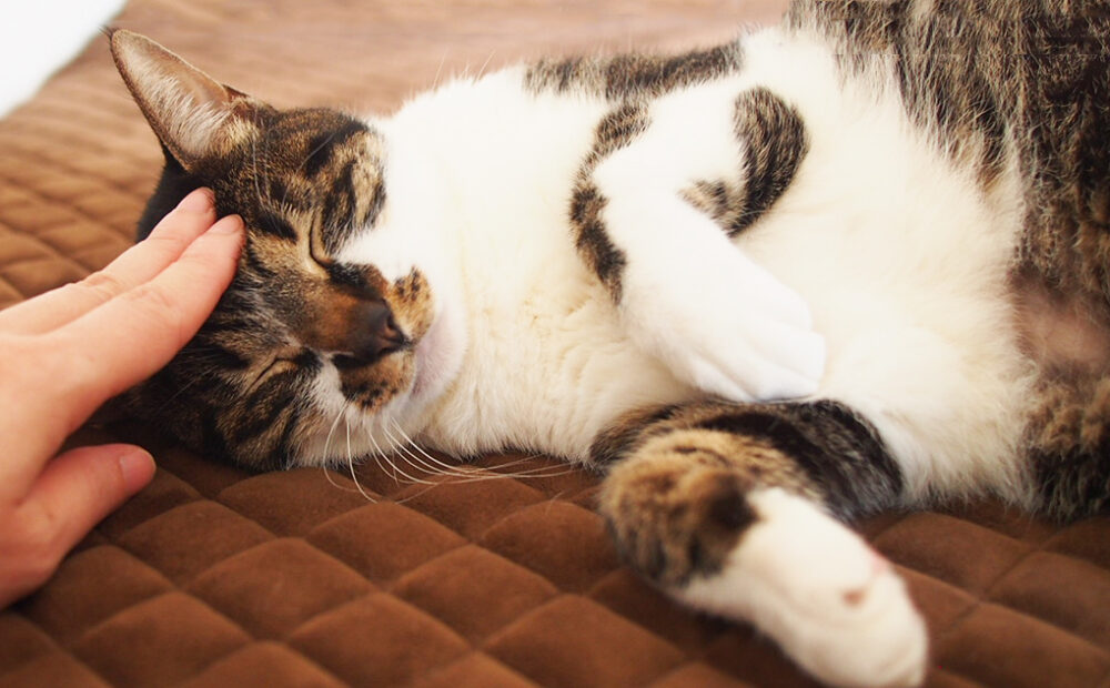 キャットフード02