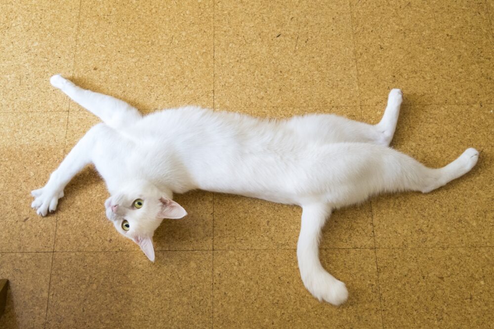 キャットフード06