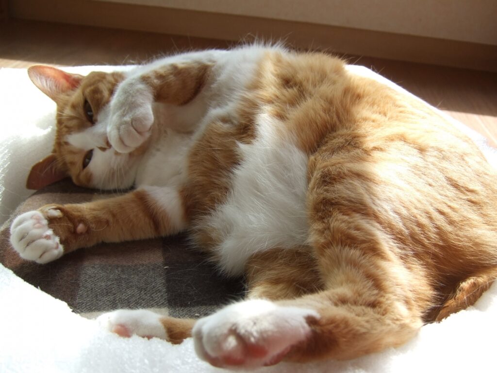 キャットフード001