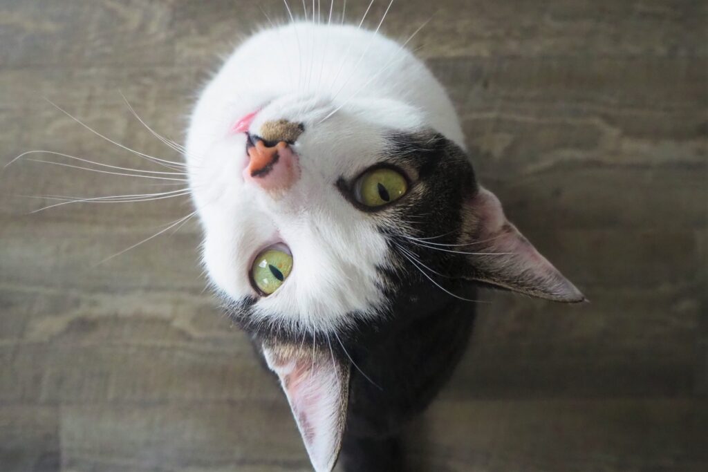 猫の熱中症07