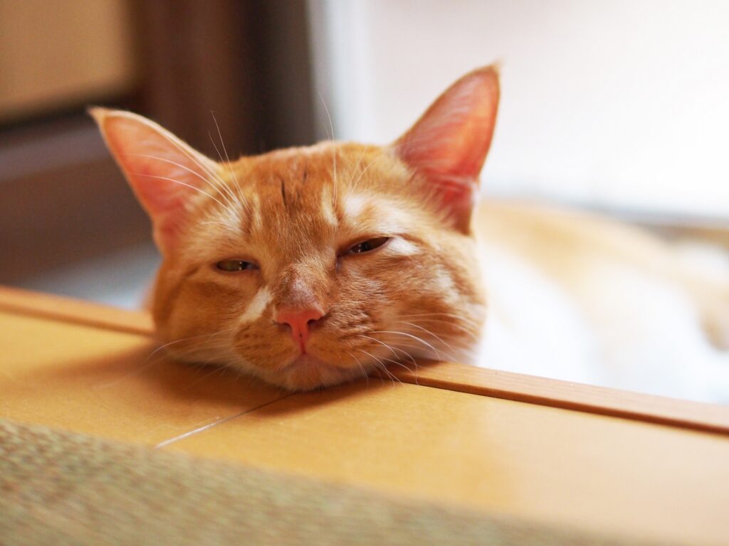 猫の熱中症03