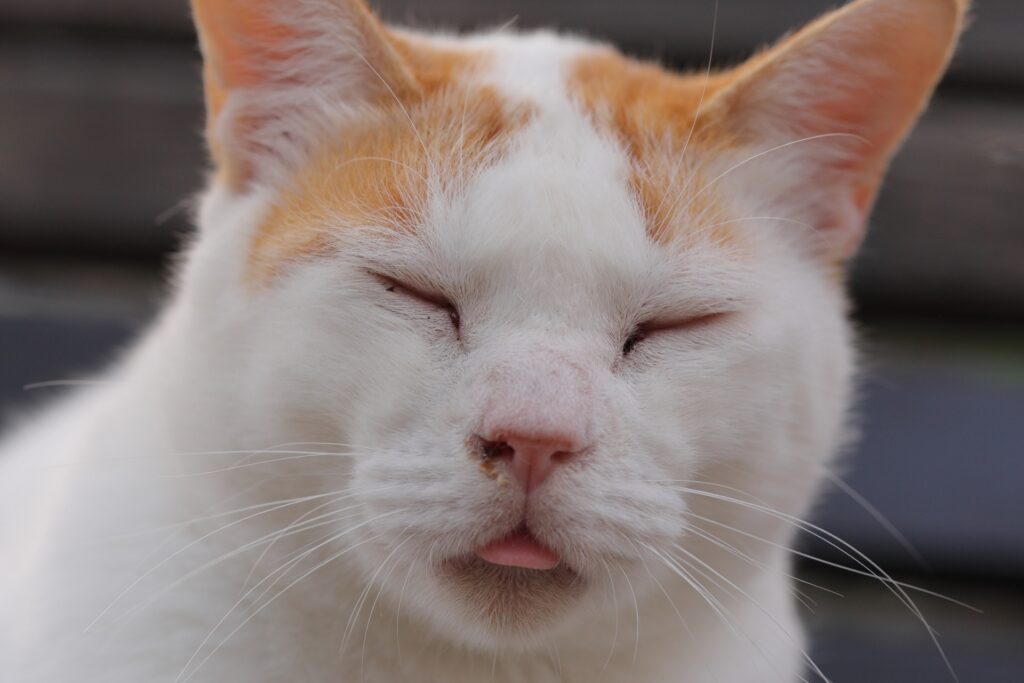 猫の熱中症02