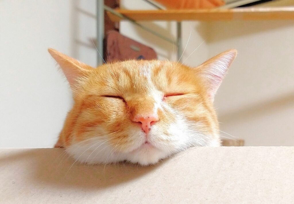 猫の熱中症00