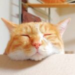 猫の熱中症00