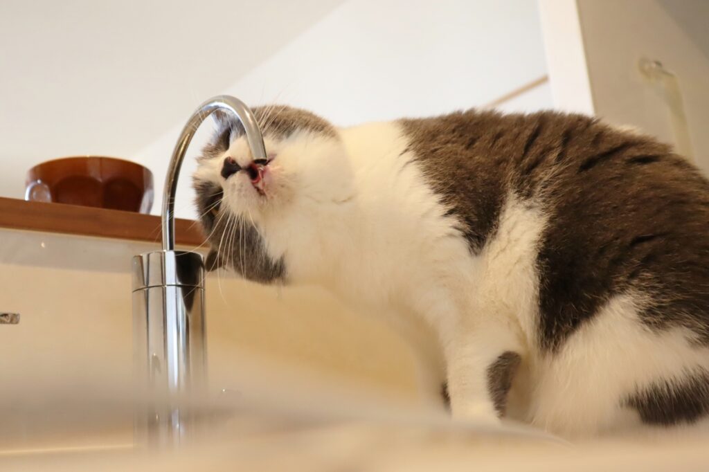 猫の熱中症04