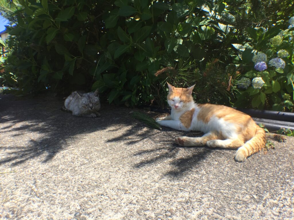 猫の熱中症06