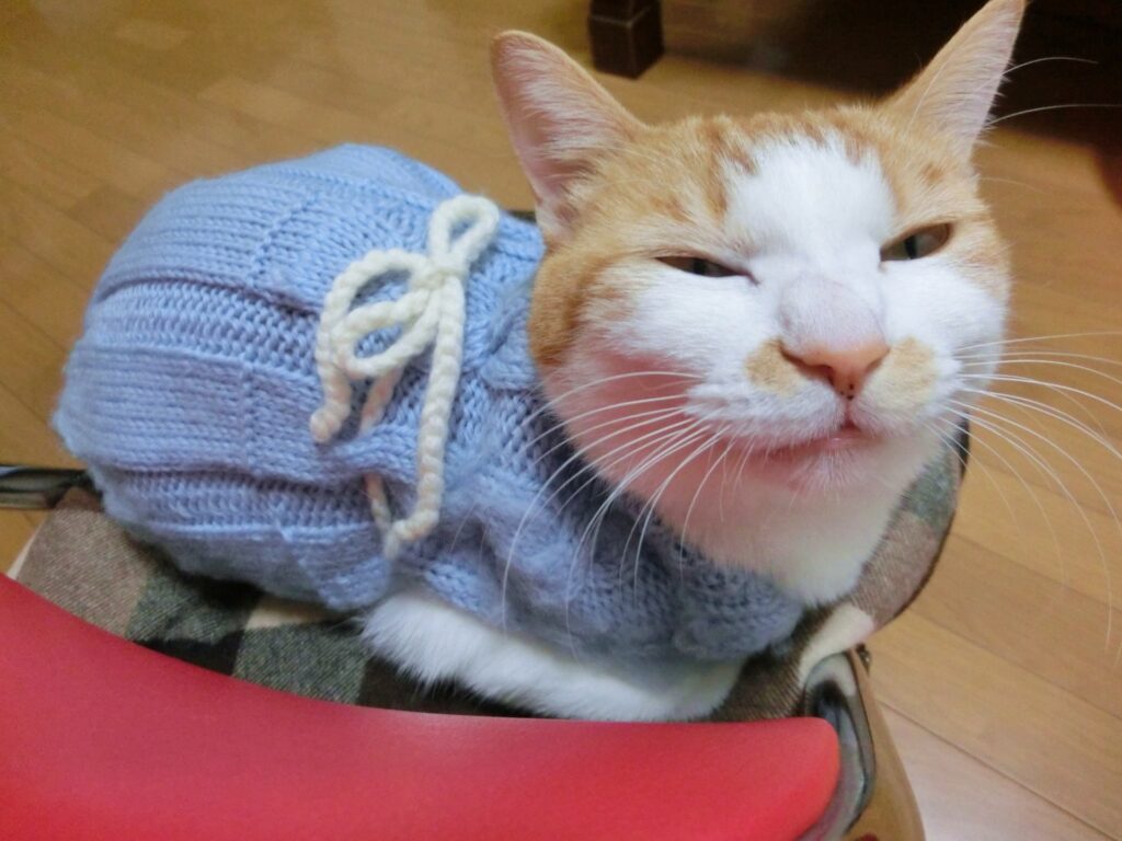 ペットの冬-00