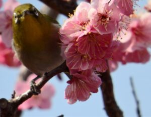 春の俳句-07