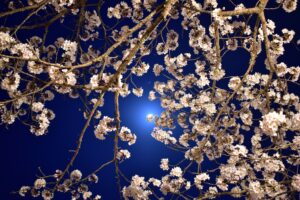 春の俳句-09