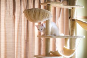 猫ちゃんとの生活-02