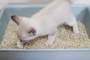 猫ちゃんとの生活-13
