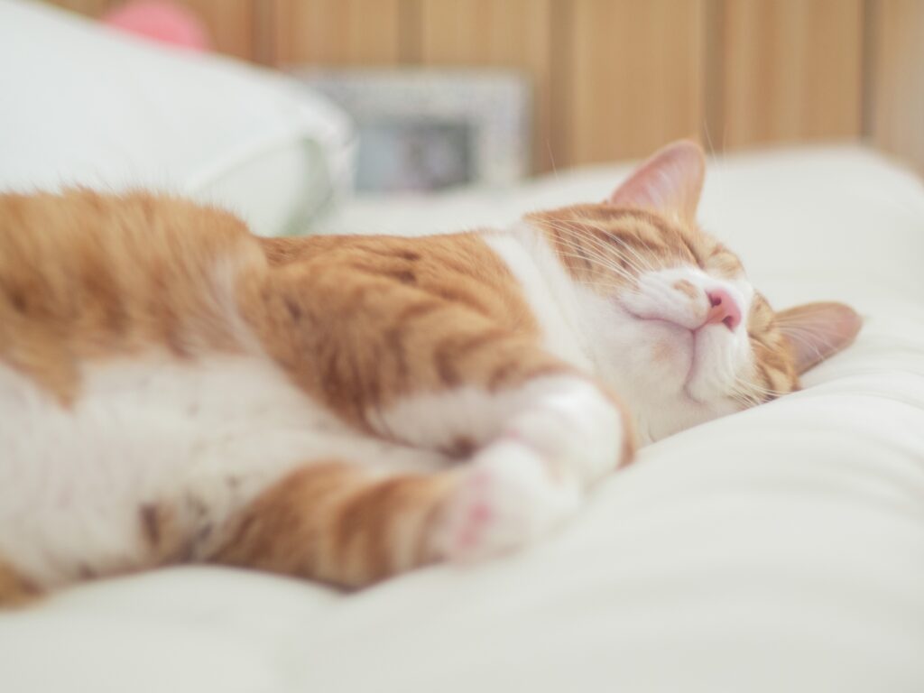 猫の寝床-08