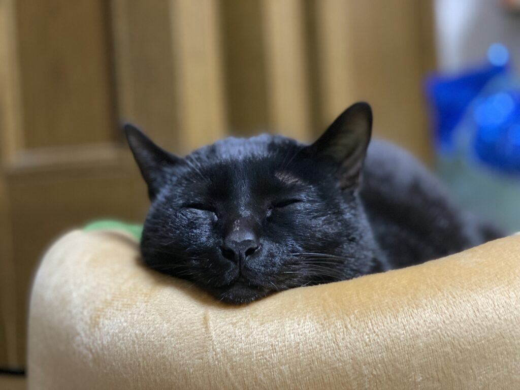 猫の寝床-01