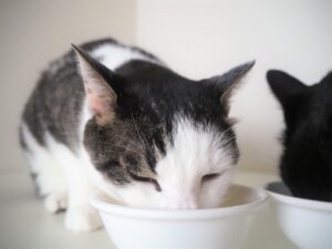 猫ちゃんとの生活-05