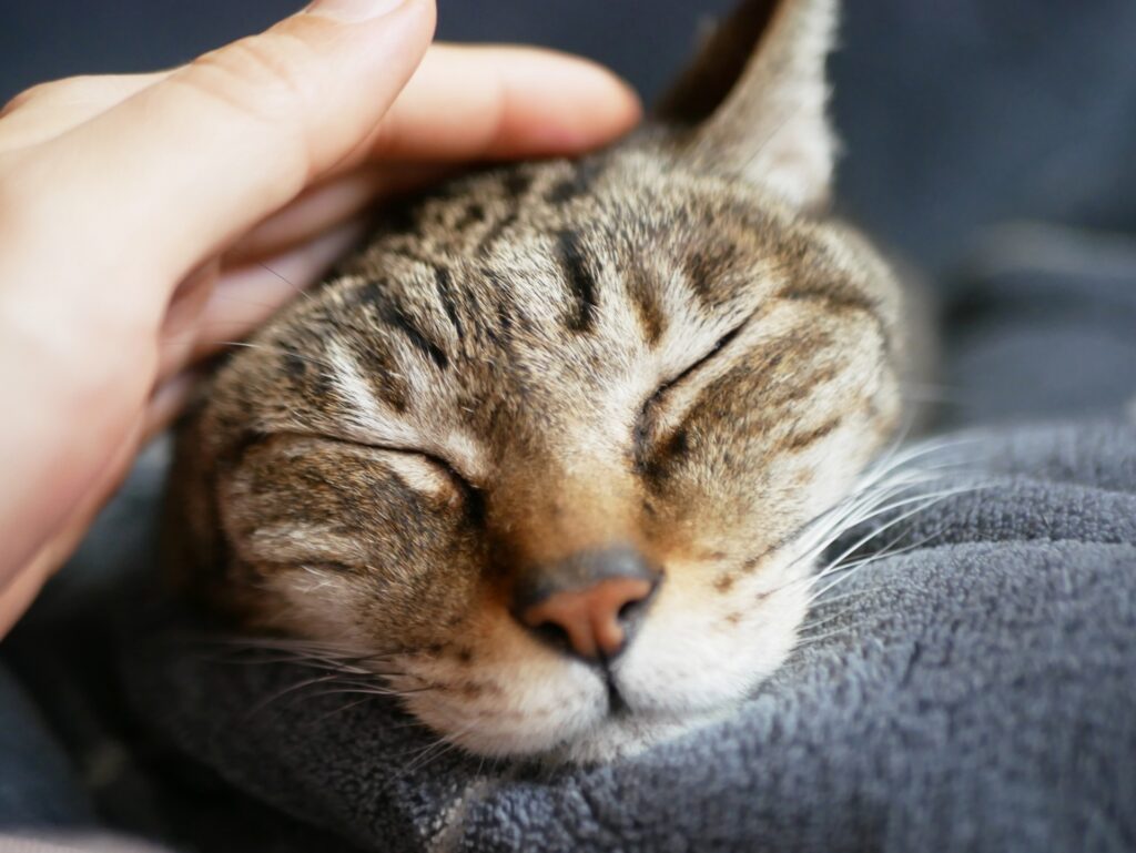 猫ちゃんとの生活-20