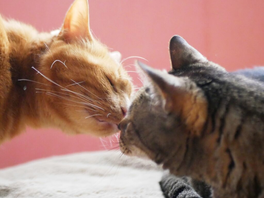 猫ちゃんとの生活-26