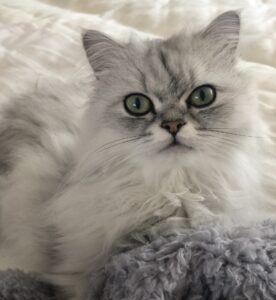 ペルシャ猫10