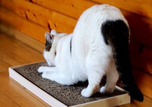 猫ちゃんとの生活-07