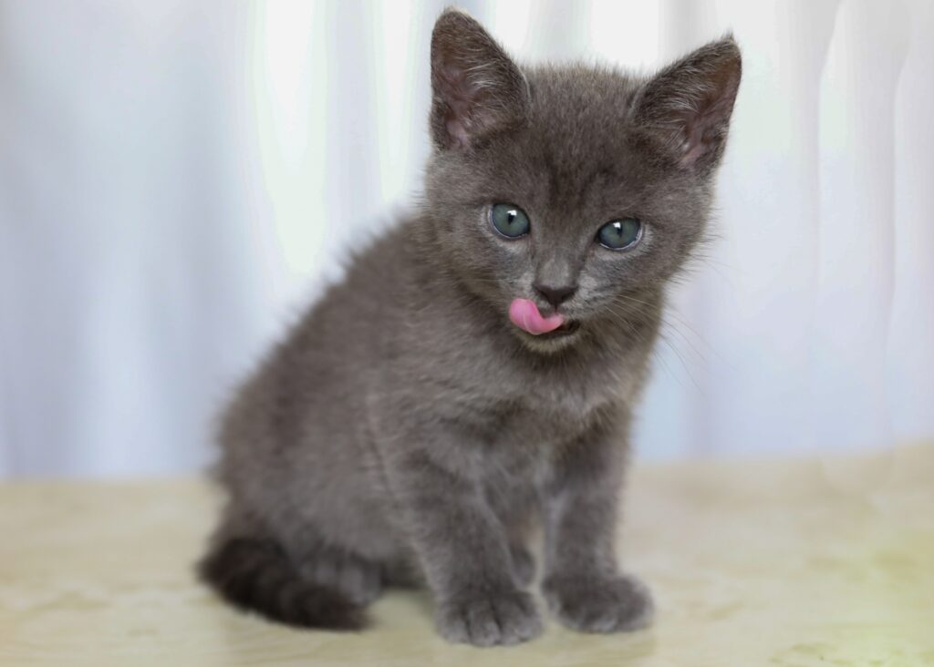 猫ちゃんとの生活-11