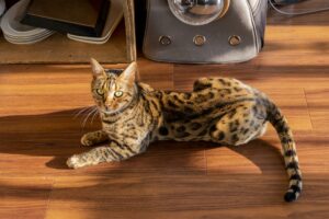ベンガル猫