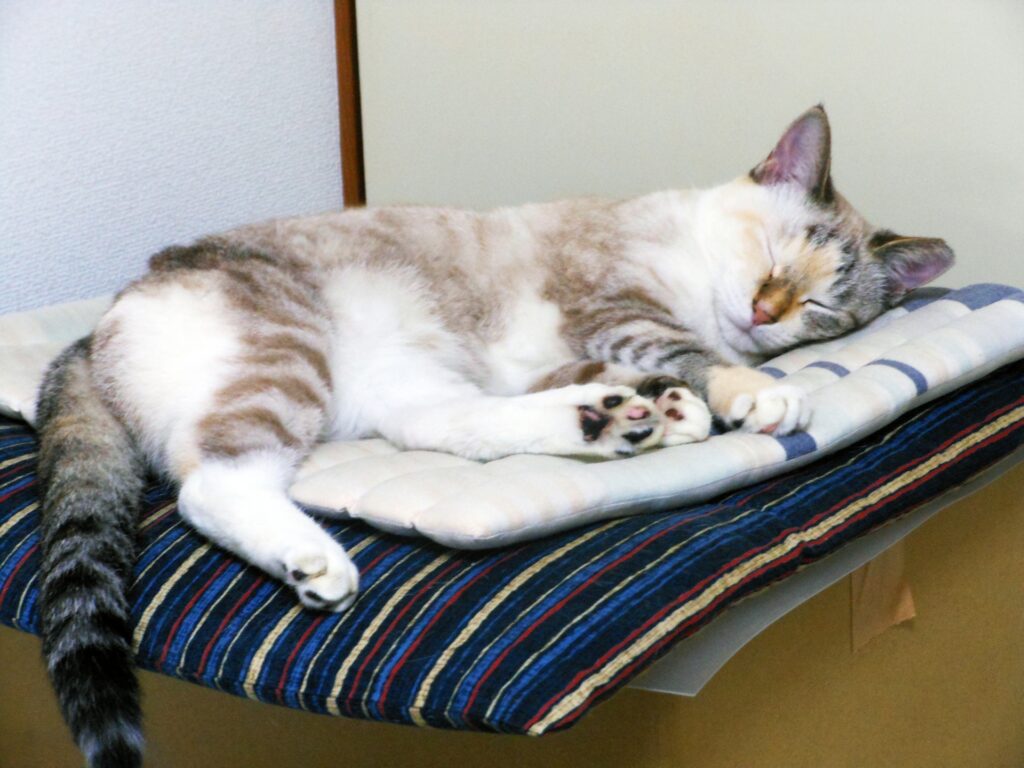 猫の寝床-07