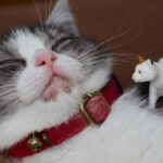 猫ちゃんとの生活-00