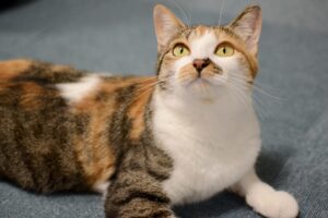 日本猫（和猫）