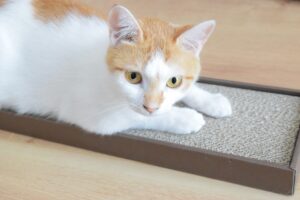 猫ちゃんとの生活-14