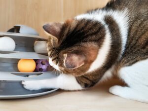 猫ちゃんとの生活-08