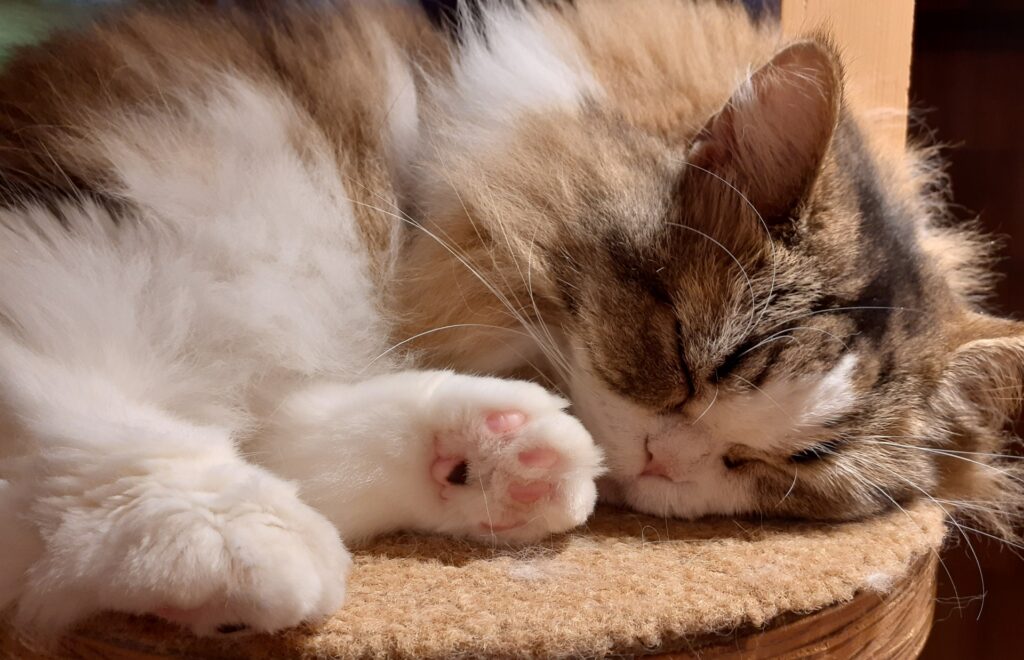 猫の寝床-10