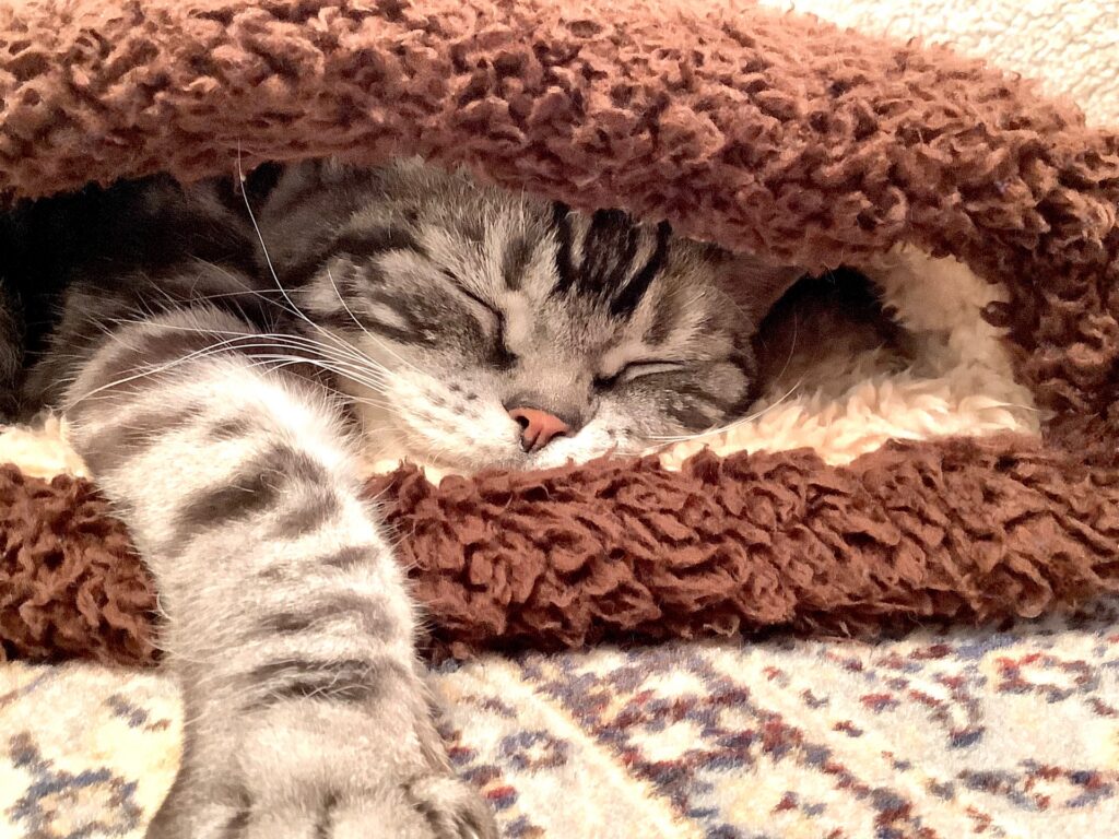 猫の寝床-06