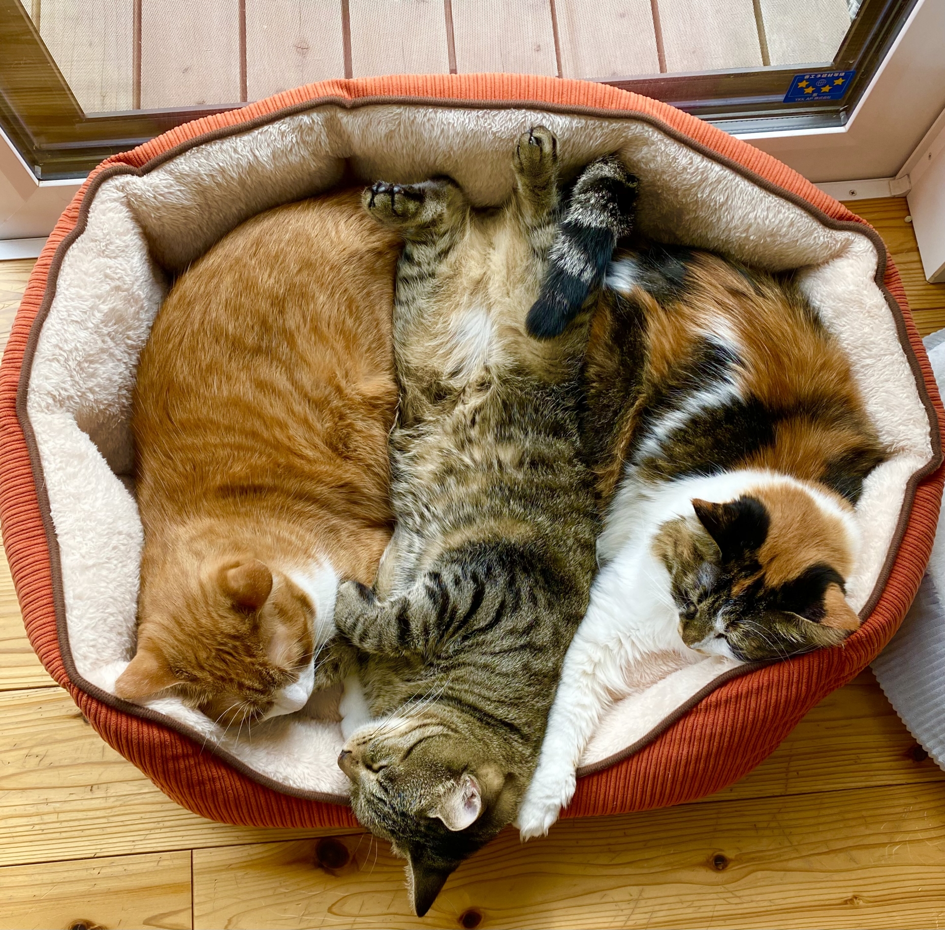 猫の寝床-00