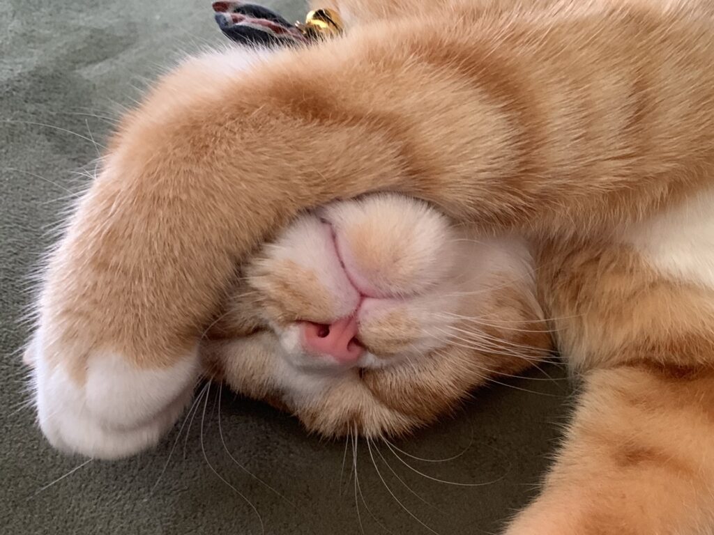 猫の寝床-11