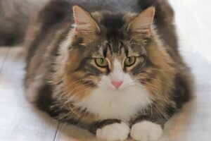 ノルウェージャンフォレストキャット