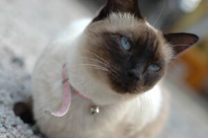 シャム猫12