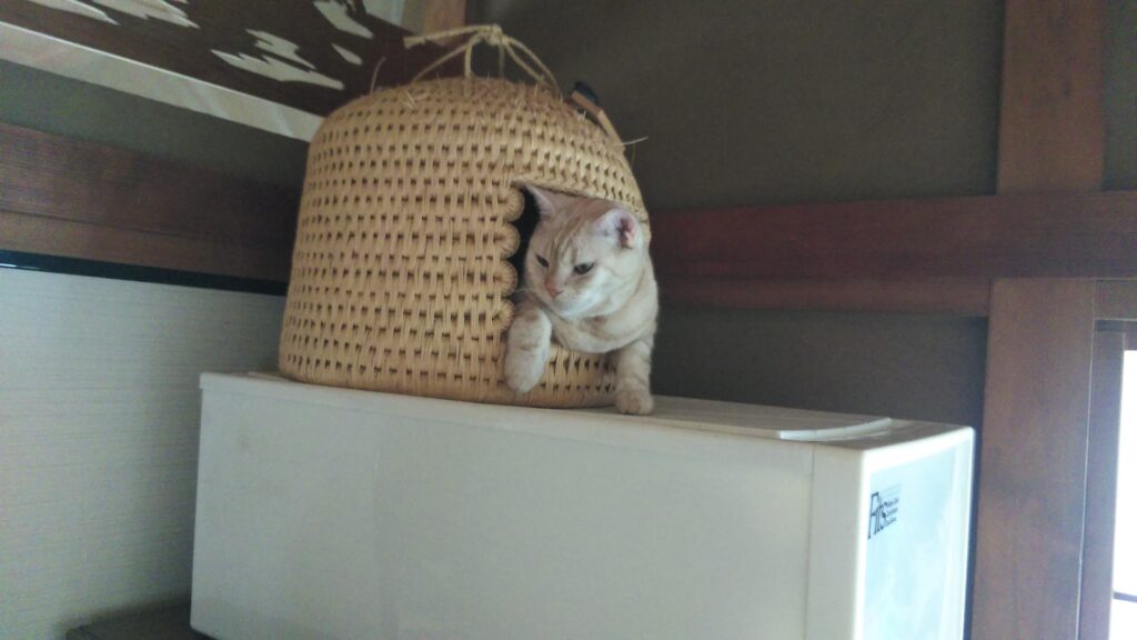 猫の寝床-03