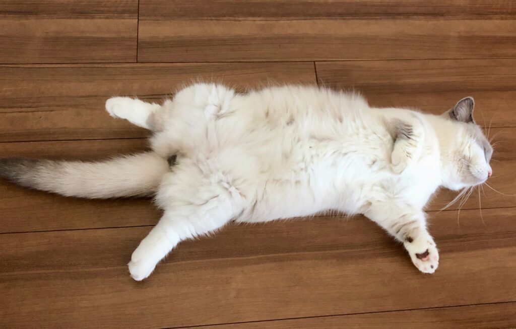 猫の寝床-05