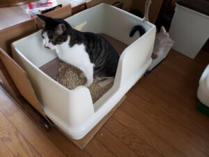 猫ちゃんとの生活-06