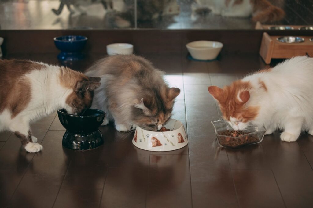 猫ちゃんとの生活-12
