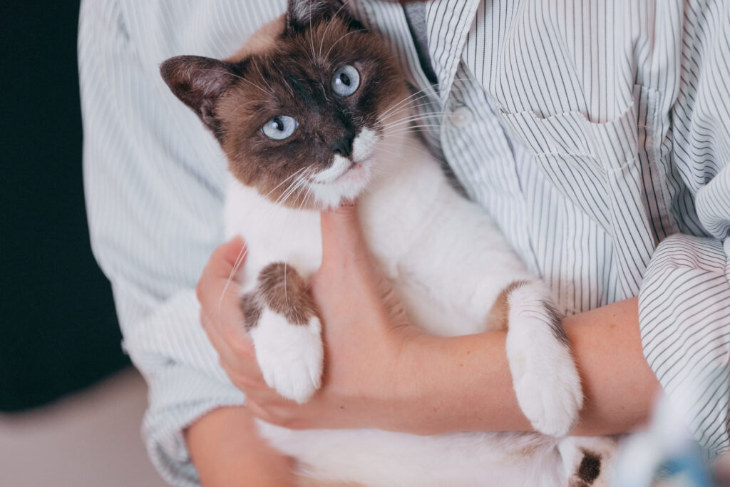 猫ちゃんとの生活-18