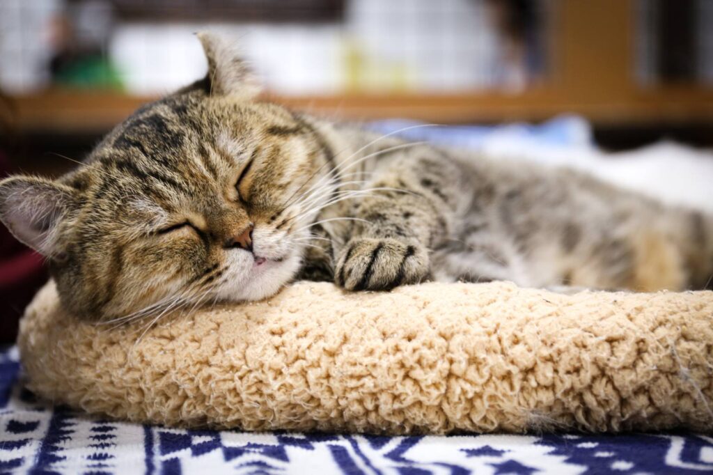 猫ちゃんとの生活-01