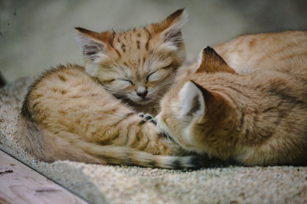 猫ちゃんとの生活-15