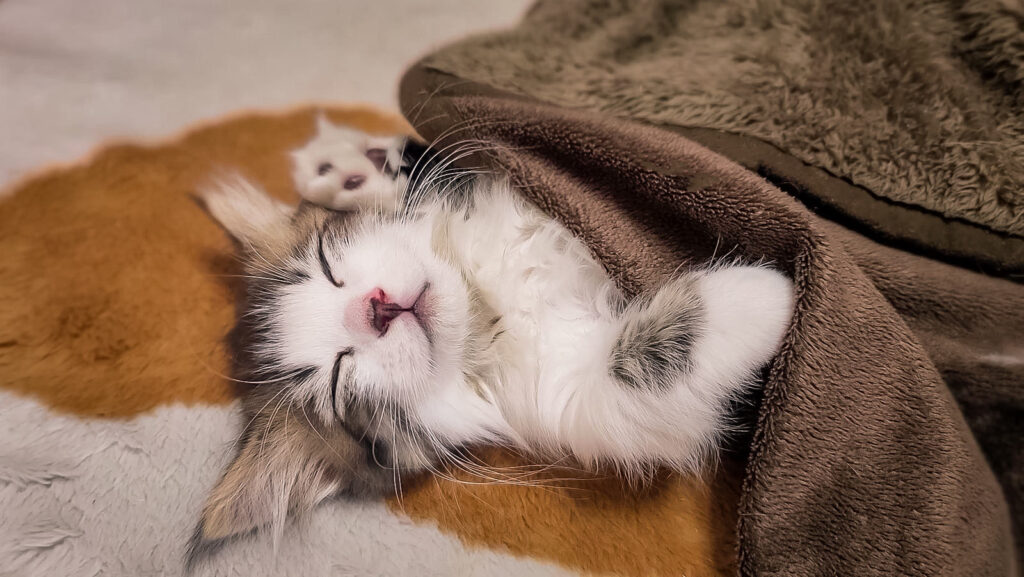 猫ちゃんとの生活-13